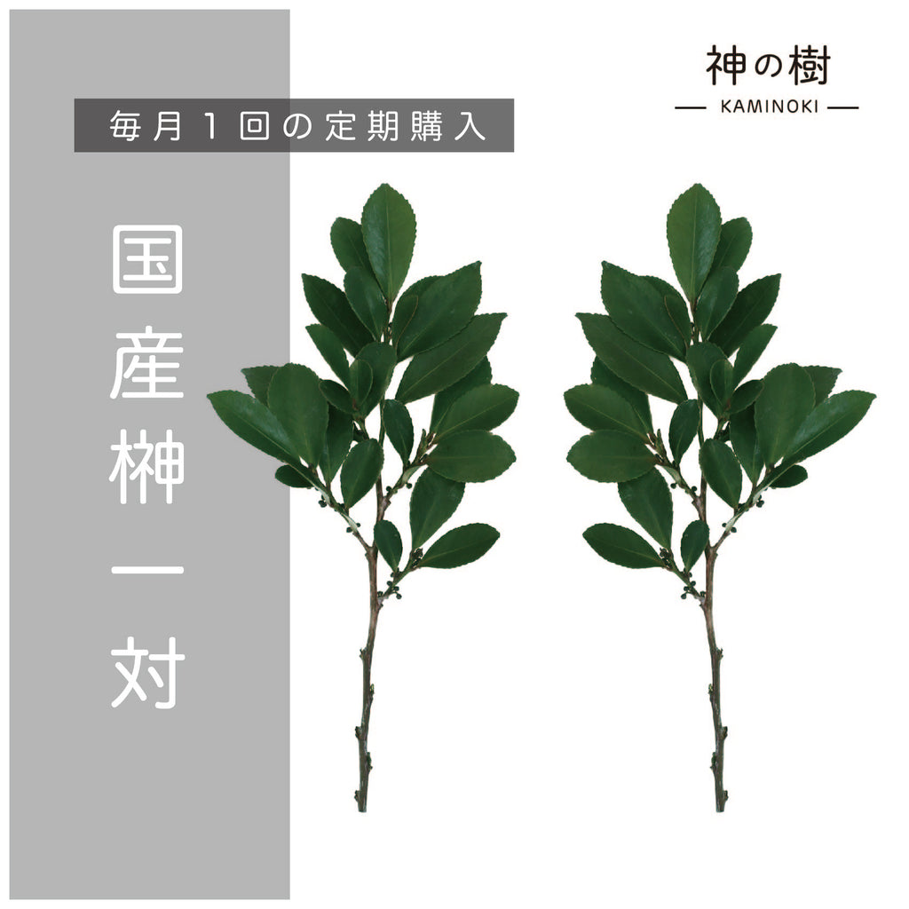 榊ホンサカキ定期便 月1回コース - 観葉植物